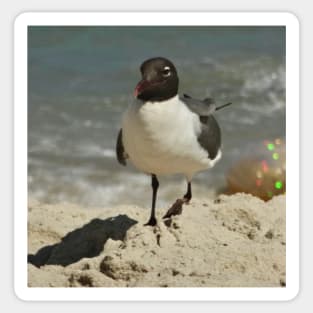 Beautiful photograph of a seagull Sticker